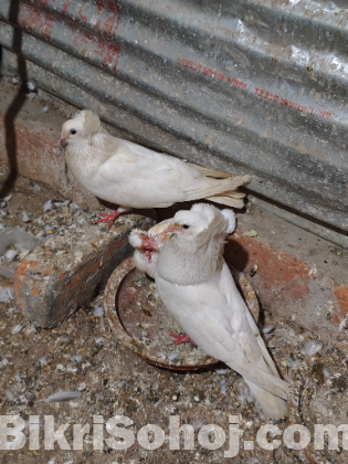 এক জোড়া রানিং বোম্বাই বিক্রি করা হবে